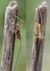 Tettigoniinae inconnu